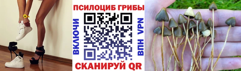 наркошоп  Таштагол  MEGA ССЫЛКА  Галлюциногенные грибы MAGIC MUSHROOMS 